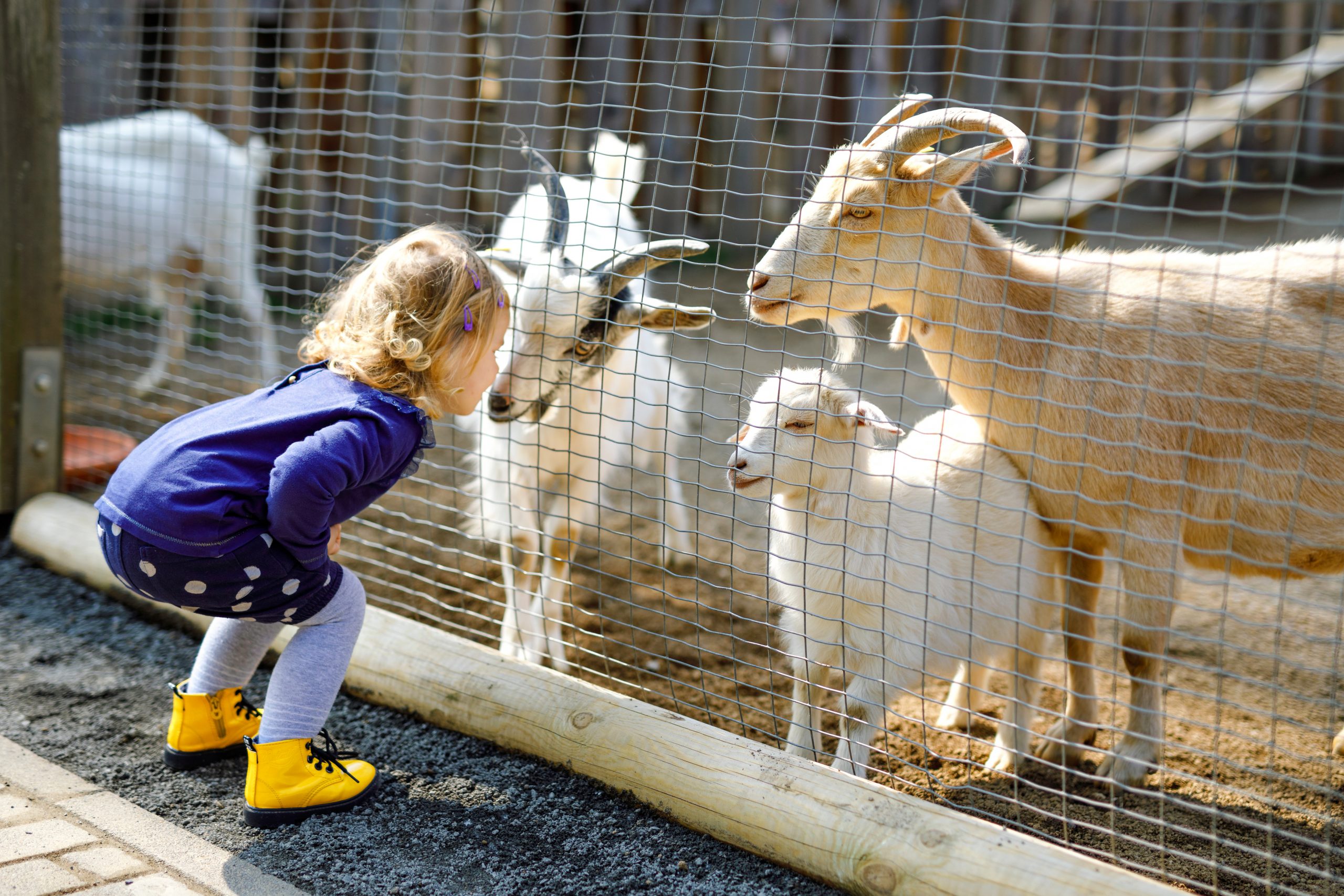 child looking at goat